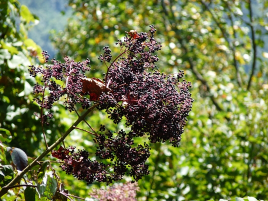 {Aralia spinosa}